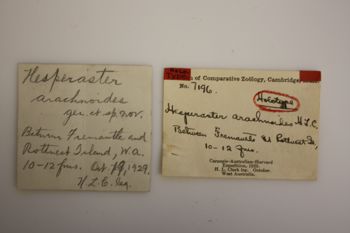 Media type: image;   Invertebrate Zoology ECH-7196 Description: Preserved specimen.;